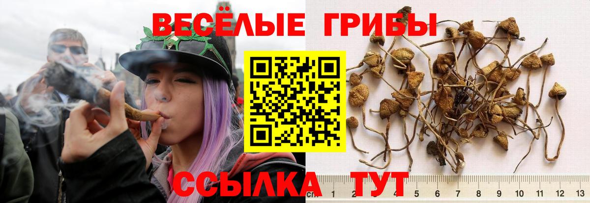 Псилоцибиновые грибы мицелий Великие Луки
